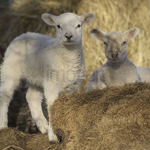 digital photography and imaging